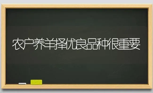 农户养羊择优良品种很重要 | 家畜养殖