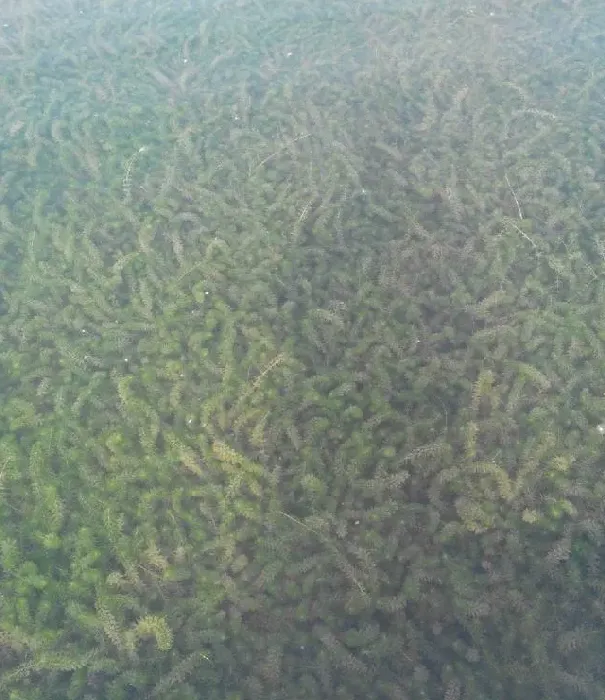 河蟹养殖池塘青苔处理案例分享