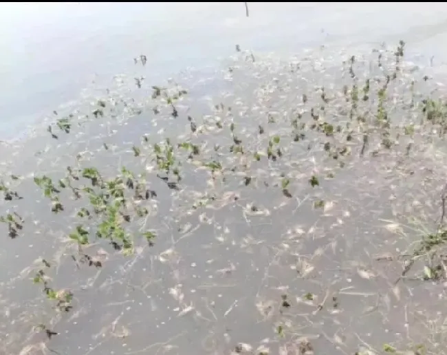 您的小龙虾频繁上草吗？可能是这些原因造成的！