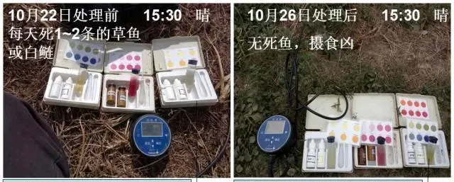 亚硝酸盐高，鱼儿摄食差易浮头不长个，怎么办？