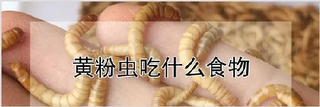 黄粉虫吃什么食物 | 农业养殖技术