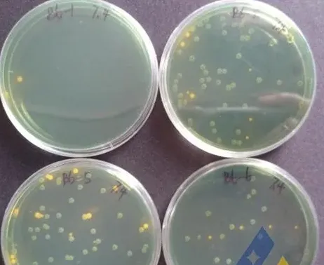 [每周一例]低溶解氧饱和度对虾发生气泡病和细菌病