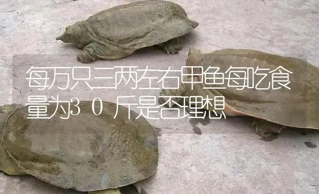 每万只三两左右甲鱼每吃食量为30斤是否理想 | 淡水养殖