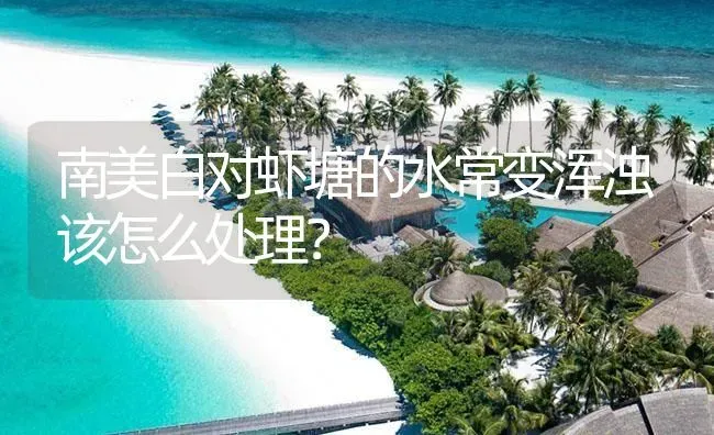 南美白对虾塘的水常变浑浊该怎么处理？ | 海水养殖