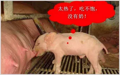 猪热应激症状及治疗方案 | 养殖疾病大全