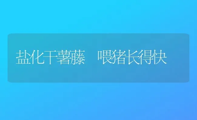 盐化干薯藤 喂猪长得快 | 家畜养殖