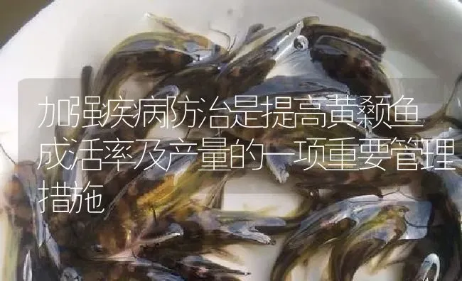 加强疾病防治是提高黄颡鱼成活率及产量的一项重要管理措施 | 淡水养殖