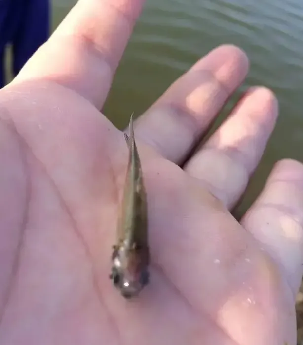 草鱼水花白头白嘴疾病的防治方法