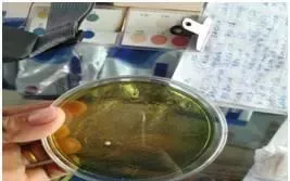 多宝鱼的红嘴病，烂边还在困扰您吗？