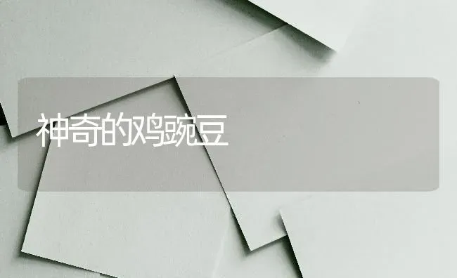 神奇的鸡豌豆 | 家禽养殖