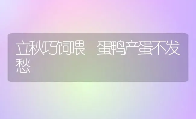 立秋巧饲喂 蛋鸭产蛋不发愁 | 家禽养殖