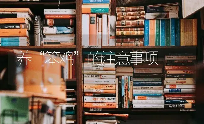 养“笨鸡”的注意事项 | 家禽养殖