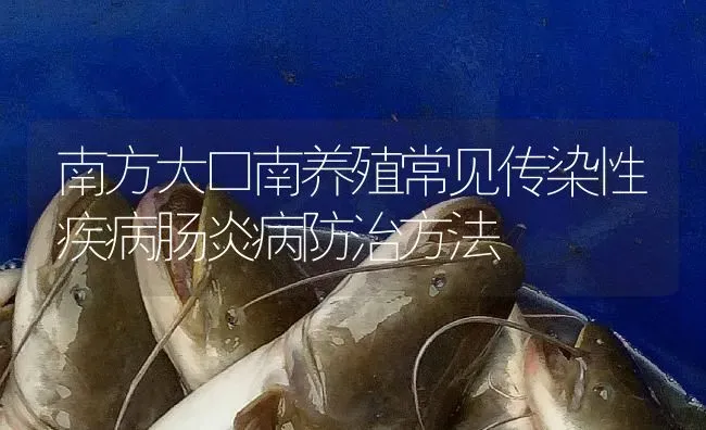 南方大口南养殖常见传染性疾病肠炎病防治方法 | 淡水养殖