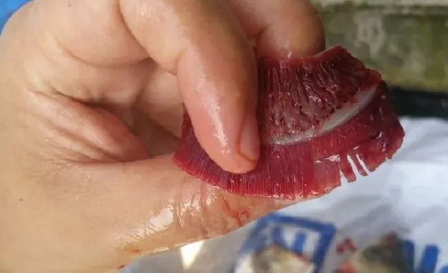 近期少量死鱼不断，要考虑这些因素