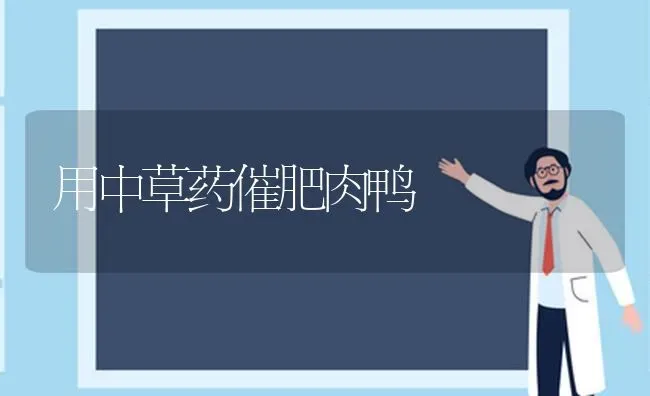 用中草药催肥肉鸭 | 养殖病虫害防治