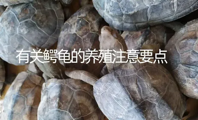 有关鳄龟的养殖注意要点 | 淡水养殖