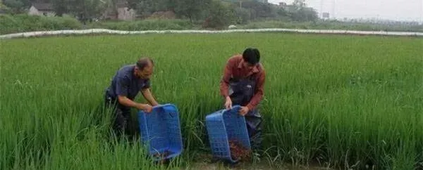 小龙虾种和小龙虾苗的秋季管理