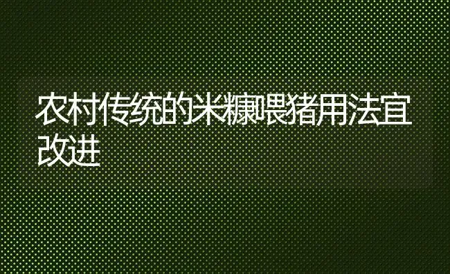 农村传统的米糠喂猪用法宜改进 | 家畜养殖