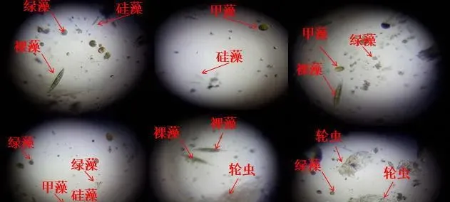 生态平衡肥小水体实验：早期低温肥水最佳产品是什么