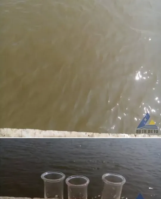 珠海地区瘦水投放红鲉鱼苗一例