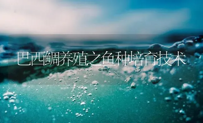 巴西鲷养殖之鱼种培育技术 | 海水养殖