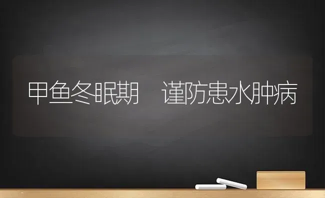 甲鱼冬眠期 谨防患水肿病 | 淡水养殖