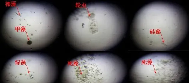 生态平衡肥小水体实验：早期低温肥水最佳产品是什么
