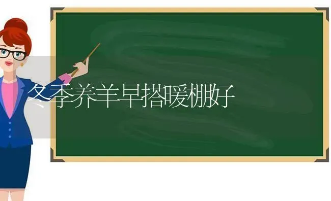 冬季养羊早搭暖棚好 | 家畜养殖