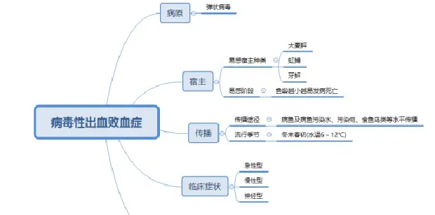 鱼病知识--病毒性出血败血症