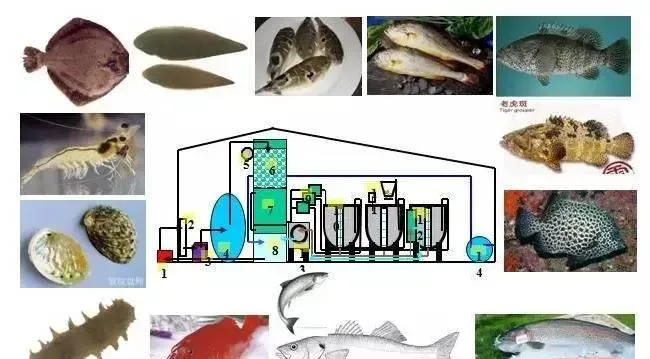 水产养殖照明的应用发展模式及存在哪些问题？