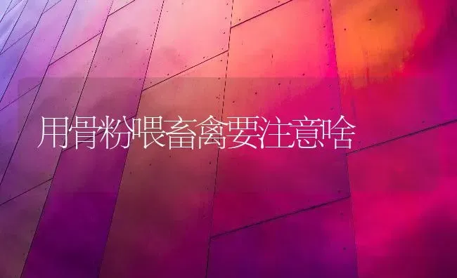 用骨粉喂畜禽要注意啥 | 家禽养殖
