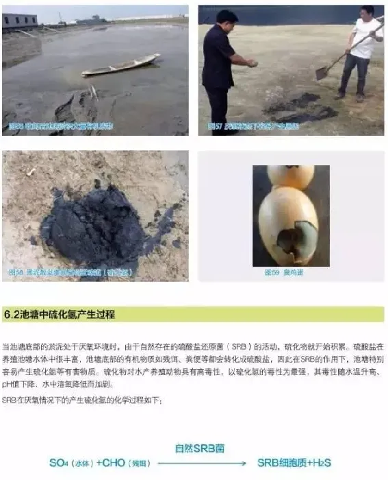 南美白对虾养殖户如何做好底部管理工作