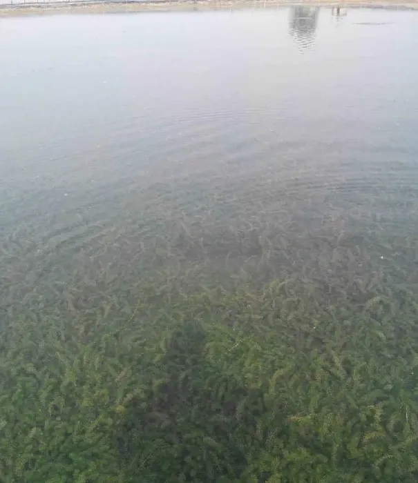 河蟹养殖池塘青苔处理案例分享