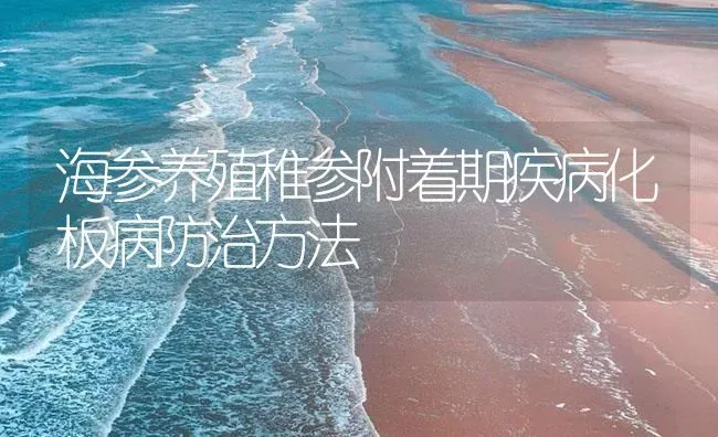 海参养殖稚参附着期疾病化板病防治方法 | 海水养殖