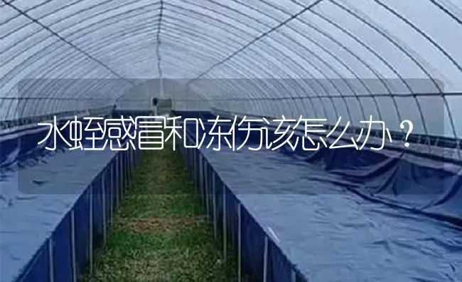 水蛭感冒和冻伤该怎么办？ | 特种养殖