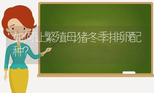 如何让繁殖母猪冬季排卵配种？ | 家畜养殖