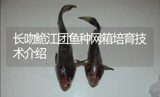 长吻鮠江团鱼种网箱培育技术介绍 | 淡水养殖