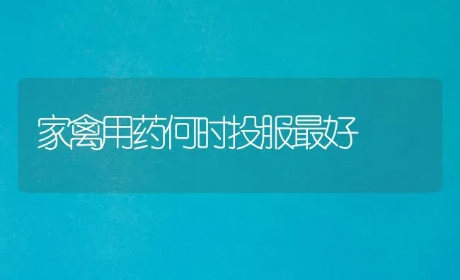 家禽用药何时投服最好 | 养殖病虫害防治