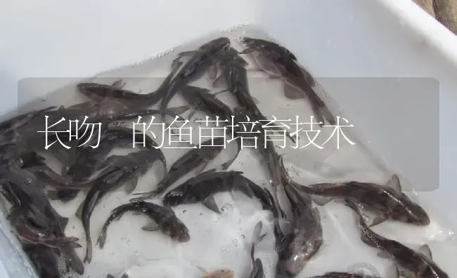 长吻鮠的鱼苗培育技术 | 淡水养殖
