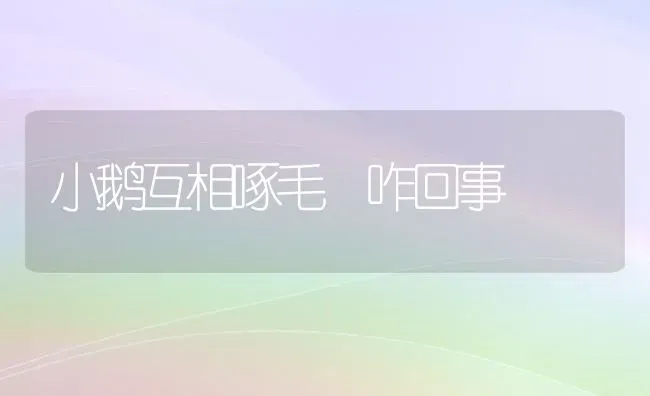 小鹅互相啄毛 咋回事 | 家禽养殖