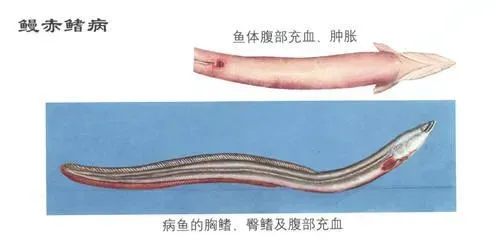 鳗鱼赤鳍病症状及防治技术