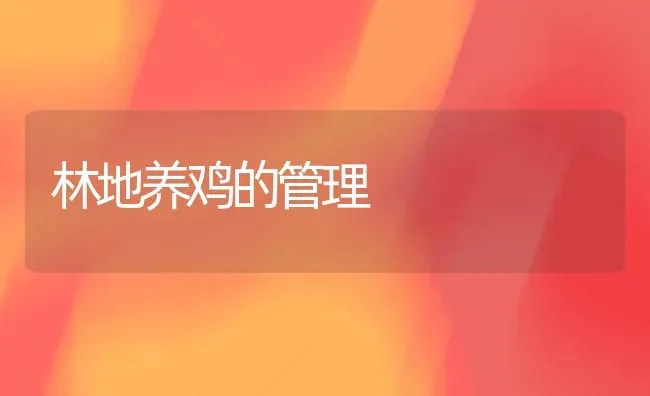 林地养鸡的管理 | 家禽养殖