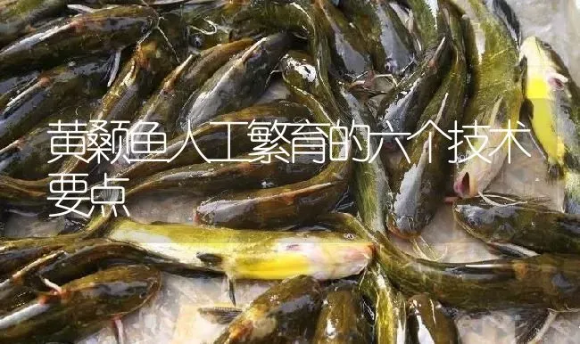 黄颡鱼人工繁育的六个技术要点 | 淡水养殖