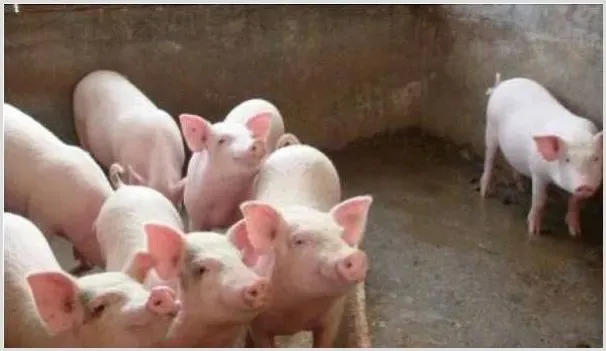 新手养猪都要注意什么方法 | 动物养殖资料