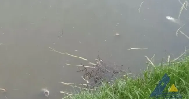 “碧水安+速解安”解花鲢和草鱼氯氰菊酯中毒一例