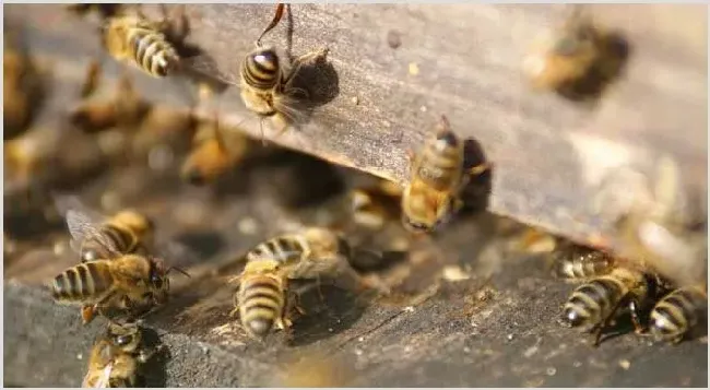 蜜蜂怎么秋繁更快？ | 动物饲养方法