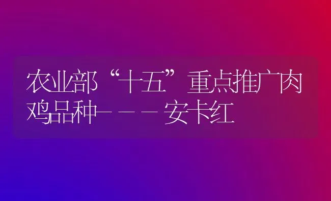 农业部“十五”重点推广肉鸡品种---安卡红 | 家禽养殖