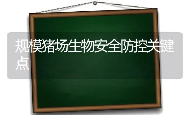 规模猪场生物安全防控关键点 | 家畜养殖