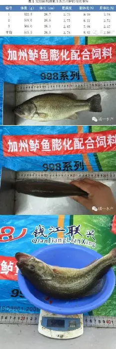 全程饲料养殖加州鲈的一个全新佳绩纪录分享