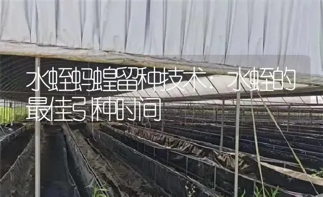 水蛭蚂蝗留种技术：水蛭的最佳引种时间 | 特种养殖
